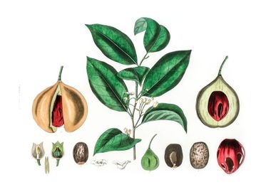 Nutmeg Myristica moschata