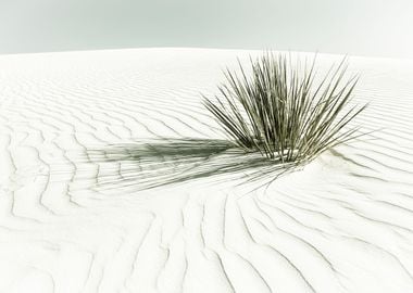 Vintage White Sands