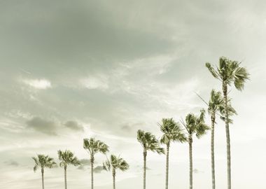 Vintage Palm Trees 