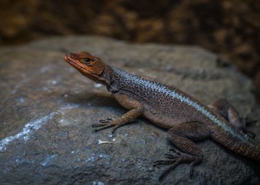 black orange lizard