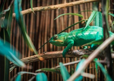 blue tree lizard