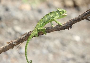 tree green lizard