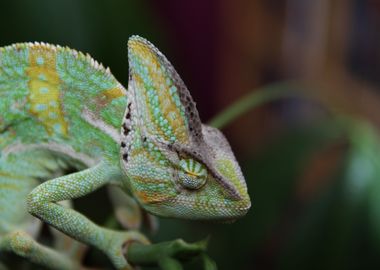 yellow lizard