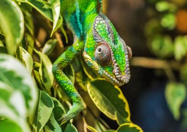 green lizard tree