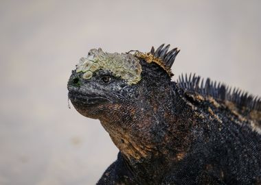 black brown lizard