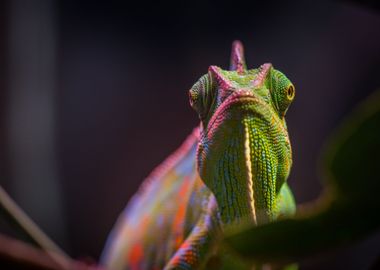 pink lizard