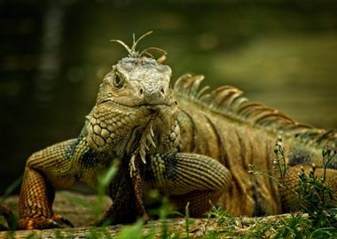 orange green lizard