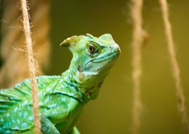 green head lizard