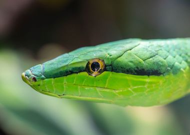 green head eye