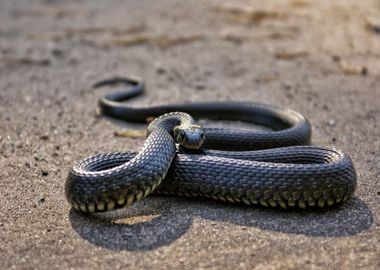 black snake