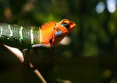 lizard orange green