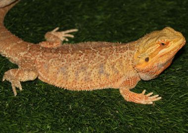 lizard orange