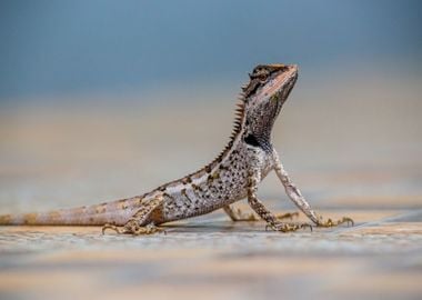 lizard cloud