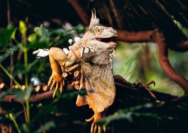 tree lizard orange