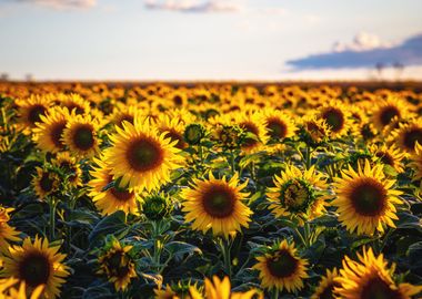 Sunflowers light