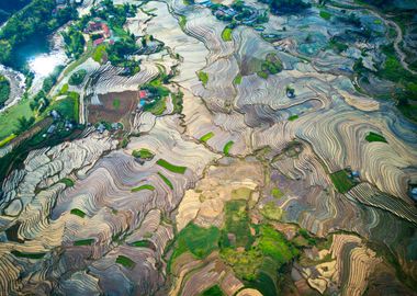 Rice terraces in Vietnam