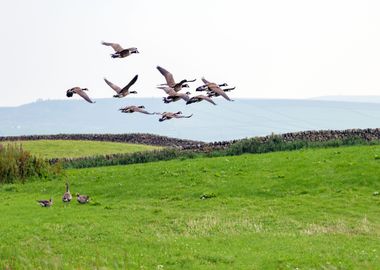 Ducks flying