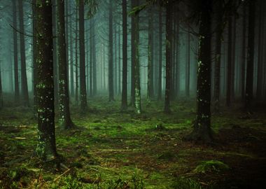 Dark Forest