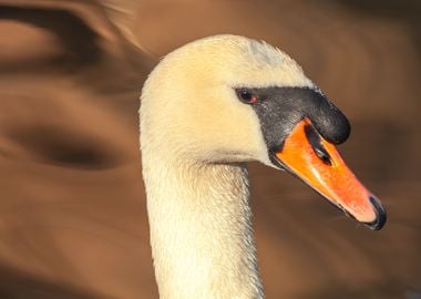 Mute Swan