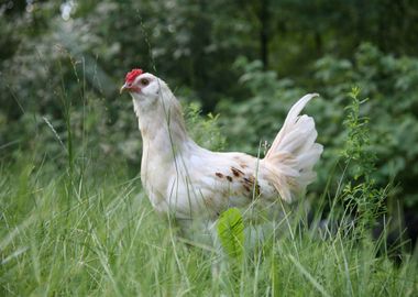 white man male chicken