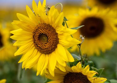 Sunflowers in a Field 