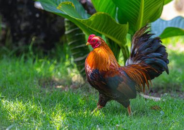 male jago chicken