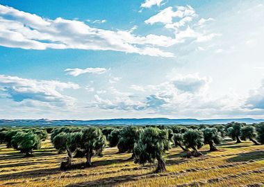 Countryside of Ostuni