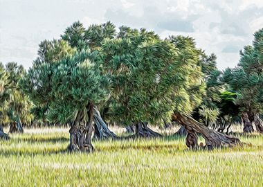 Countryside of Ostuni