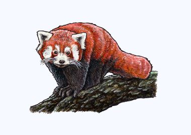 RED PANDA