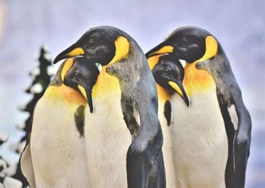 two love couple penguin