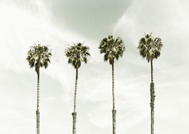 Coastal palm trees