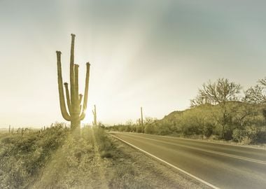 GIANT SAGUARO Setting Sun