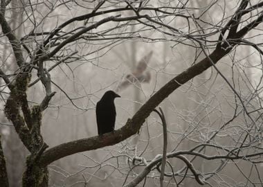 black owl tree