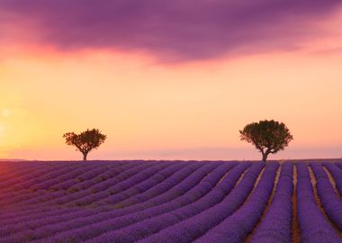 Sunset over lavender field