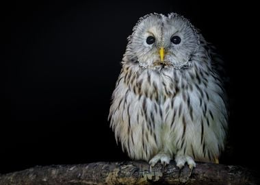 baby owl white