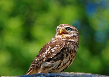 brown yellow beak