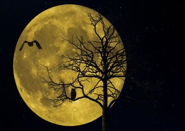 yellow moon fly owl