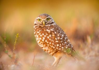 orange sunset owl