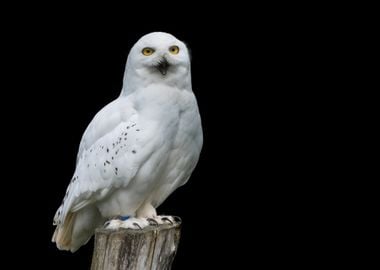 sit up white owl