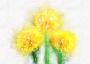 yellow dandelion