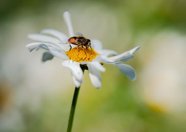 Garden white daisies