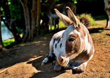 Donkey laying in the sun