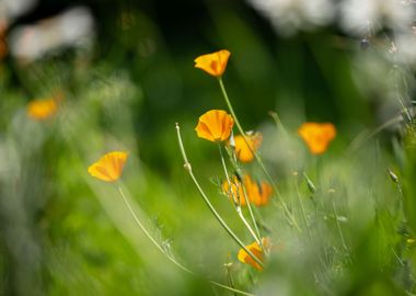 Orange Garden Poppies