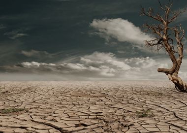 brown desert tree