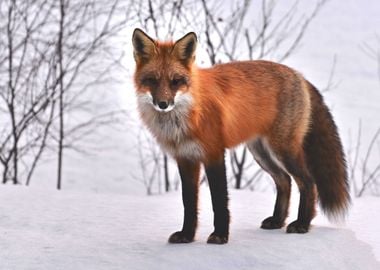 orange snow fox