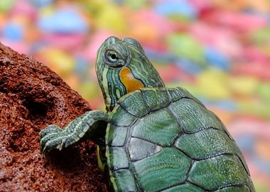 green red turtle