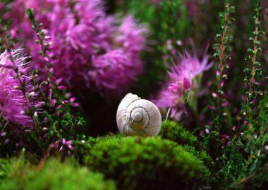 snail flower purple