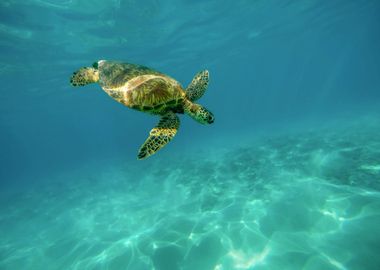 green turtle