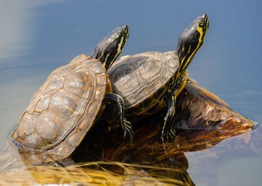 love turtle water