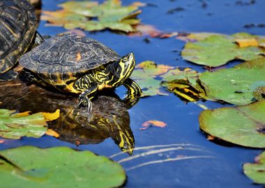 blue turtle green